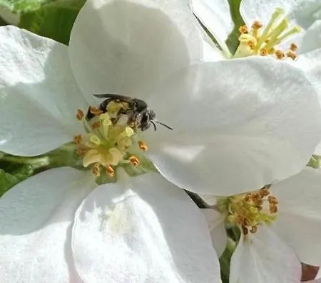 Noa-lee * Oberuckersee